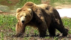 Сезон охоты на медведя в Сахалинской области откроют 10 августа