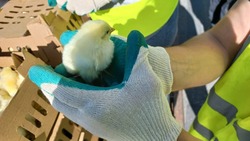 Почти 90 тысяч цыплят доставили на птицефабрику «Островная» в Южно-Сахалинске