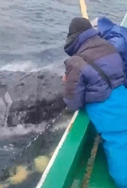 На Курилах рыбаки спасли застрявшего в неводе горбатого кита 