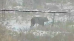 Медведь набросился на женщину в Приморье