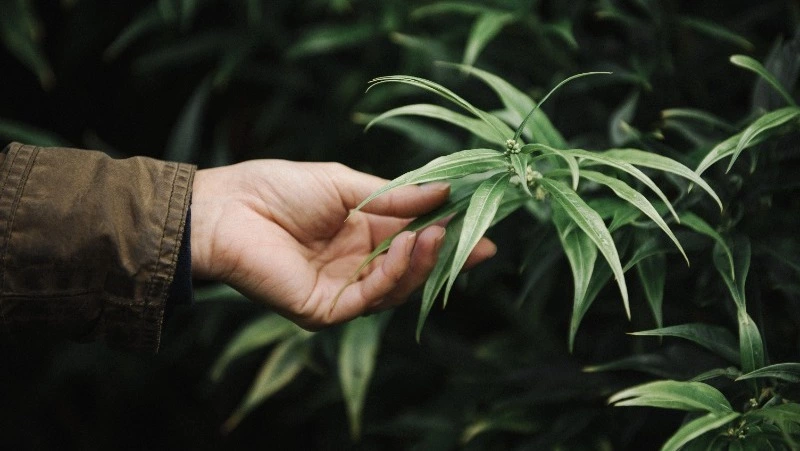 Юноша в Южно-Сахалинске получил четыре года за наркоторговлю