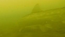 Житель Сахалина показал на видео подводный мир Айнского озера