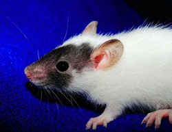 Пазлы: попробуйте восстановить картинки с крысами