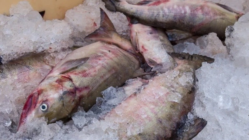 Женщина ответит в суде за покупку браконьерской горбуши на Сахалине