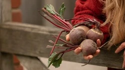 Когда сажать свеклу, как и чем ее удобрить: практическое руководство для дачников 