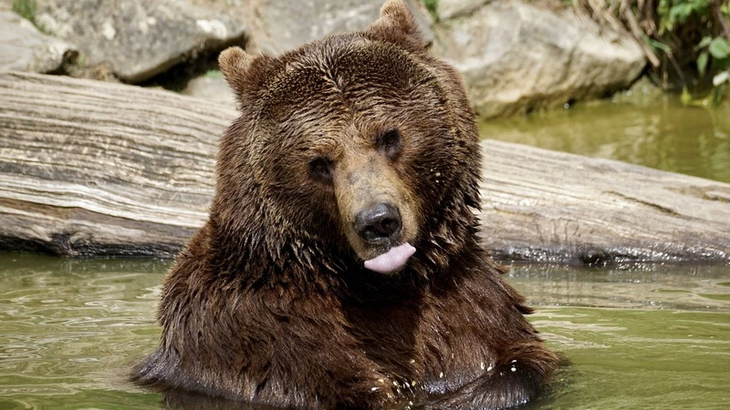 На Сахалине хитрый медведь разорил пасеку