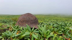 Поисковики нашли останки красноармейца у подножия горы на Шумшу