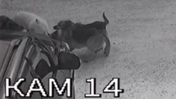 Стая бездомных псов накинулась на девушку с собакой в Южно-Сахалинске