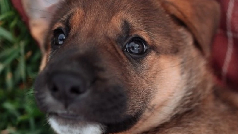 «Умерла за 15 секунд»: неизвестный застрелил собаку в Корсакове