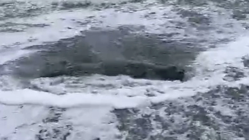 «Давайте поможем ей!»: островитяне попытались спасти нерпу на Шикотане 