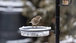 Народные приметы на 12 февраля 2024: что нельзя делать в этот день