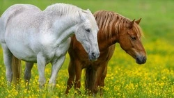 Какой сегодня день? Праздники, памятные даты 11 июля 2025 года