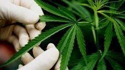 Простыня с «начинкой»: на сахалинца завели уголовное дело за лесную коноплю