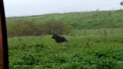 В Корсаковском районе автомобилисты видели двух маленьких медведей