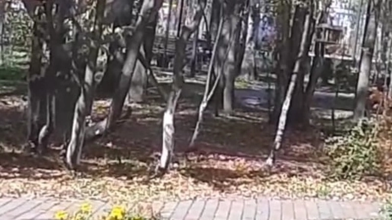 Извращенец пугает мам с колясками в парке отдыха на Сахалине