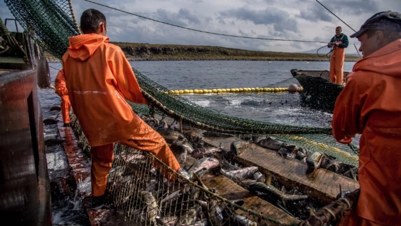 Определены сроки путины для Южных Курил