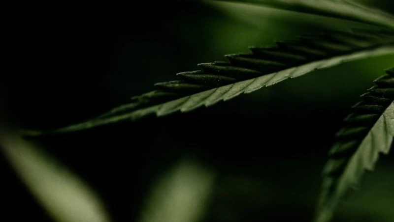 Плантация конопли выросла возле кладбища в Холмском районе