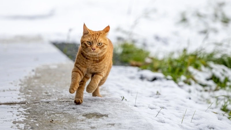 Потепление до +8 спрогнозировали в Южно-Сахалинске 25 марта 