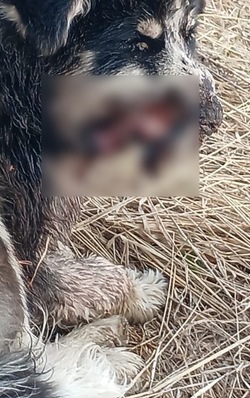 Жуткие раны челюсти оказались смертельными для найденного в Арги-Паги щенка