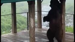 Медведь занялся спортом на турнике в заповеднике к северу от Сахалина