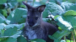 Имя для малыша кенгуру назвали в зоопарке Южно-Сахалинска