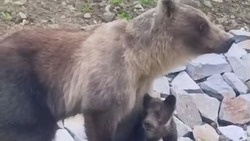 «Смерть медведей на совести людей»: на Курилах отстрелили прикормленных животных