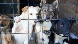В новом приюте на Сахалине разместят 1,5 тыс. бездомных животных