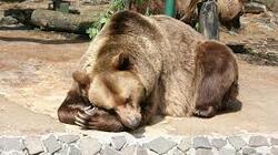 В Сахалинском зоопарке засыпают медведи