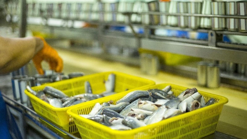 Рыбоперерабатывающий комплекс мощностью до 500 тонн в сутки построят на Сахалине