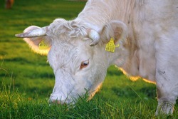 Производство животноводческой продукции увеличится на Сахалине