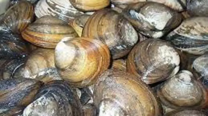 Из-за опасных паразитов забраковали 10 тонн сахалинской спизулы