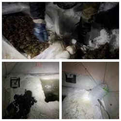 Браконьер отделался штрафом за вылов трепанга в заповеднике на Сахалине