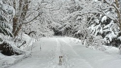 Прогулка по лесу обернулась сказкой: зимние пейзажи Сахалина очаровали пользователей соцсетей