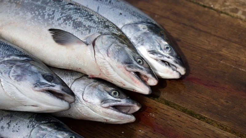 На Сахалине мужчину осудят за 400 килограммов незаконно добытой икры