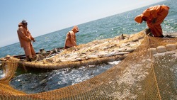 Ученые оценили запасы водных биоресурсов у восточного Сахалина