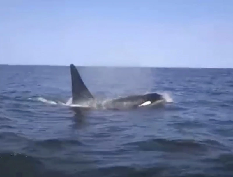 Семья косаток проводила рыбаков в Охинском районе