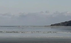 Сотни нерп спрятались перед метелью на озере Изменчивом в Сахалинской области