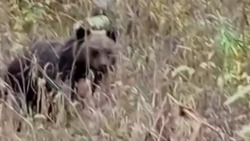 Маленького медвежонка заметили очевидцы в Углегорском районе