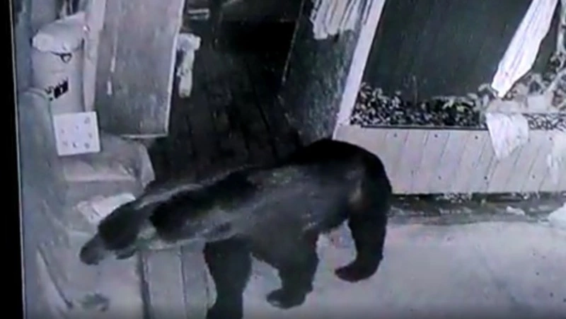 Медведь-вегетарианец стащил урожай жителей Кунашира, пока те спали: ВИДЕО