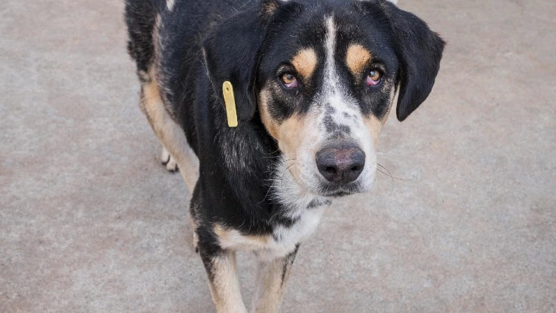 В Южно-Сахалинске отловили бездомных собак в районе ГИБДД