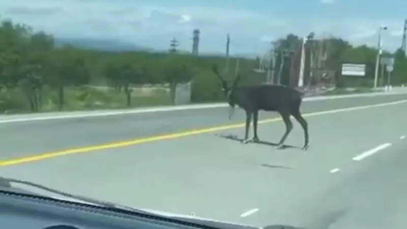«Побег из Шоушенка». Взрослый олень проскакал по трассе на юге Сахалина