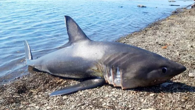 На юге Сахалина жители обнаружили на берегу моря акулу