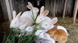 «Прокормим себя и земляков»: семья фермеров на Сахалине не боится санкций