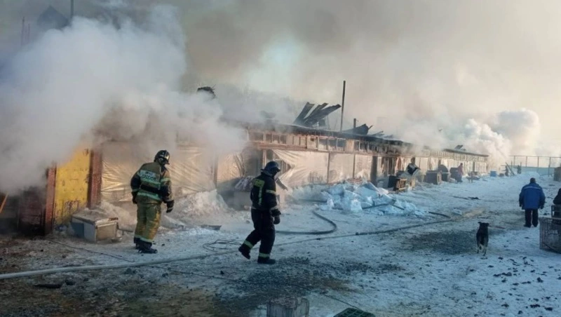 Одна кошка погибла при пожаре в приюте для бездомных животных на Сахалине