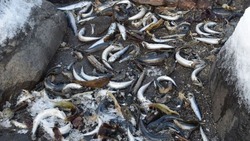 Экологи заметили выброс сардин иваси на Итурупе 