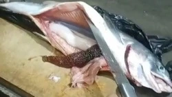 Рыбак из Александровска-Сахалинского поймал «фукусимовскую» горбушу