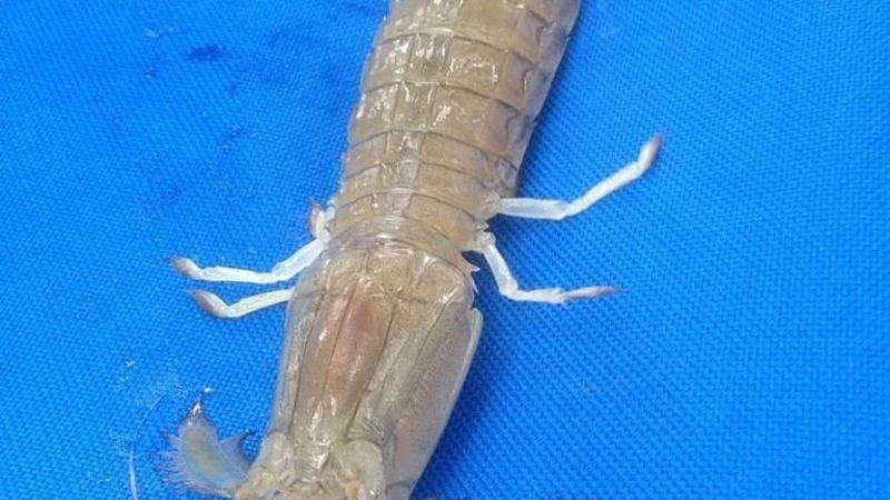 «Есть можно»? Сахалинские рыбаки хотят опознать морское чудище с клешнями