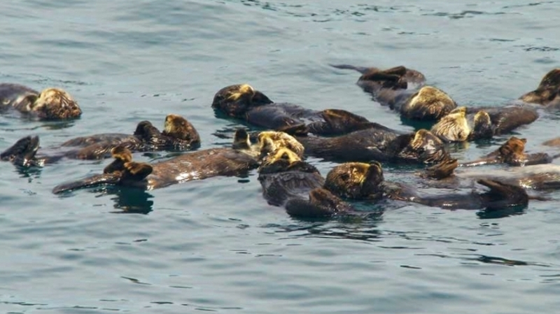 На Курилах поддержали День защиты морских млекопитающих
