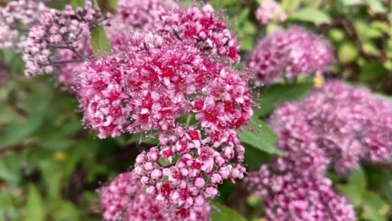 Жара до +29 градусов: прогноз погоды в Южно-Сахалинске на 17 июля