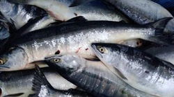 Продажу свежей горбуши по доступной цене организовали в центре Сахалина